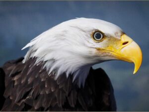 Animalia Bald and Golden Eagle