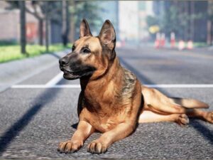 Animalia German Shepherd