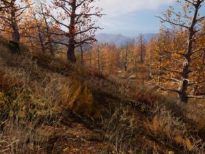 225 Square Km Procedural Forest