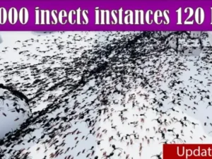 Advanced Insects System