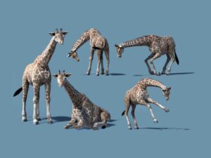 African Animal Giraffe