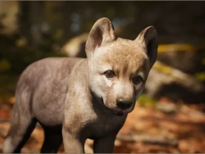 Animalia Gray Wolf young