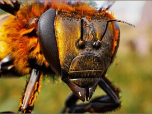 Animalia Honeybee