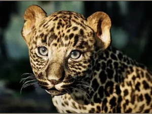 Animalia Leopard young
