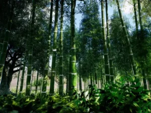 Bamboo Asian Forest
