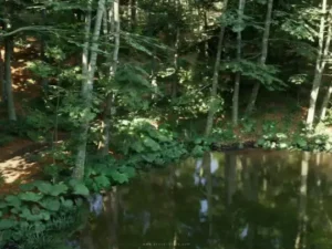 Beech Forest Ecosystem
