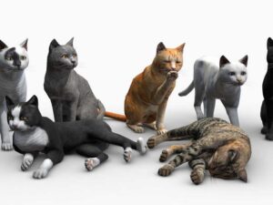 Cats Big Pack