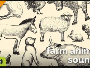Farm Animal Sounds