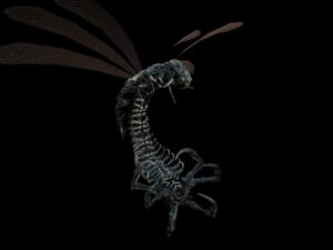 Flying Bug 7