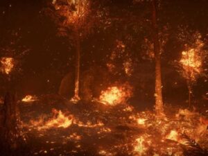 Forest Fire