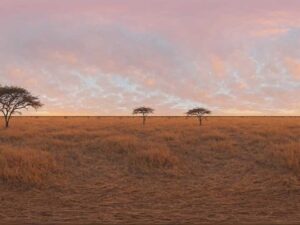 HDRI Savanna Panoramas
