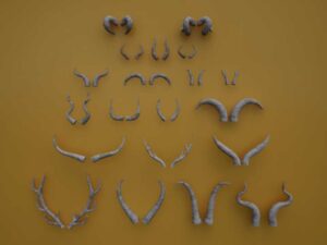 Horns