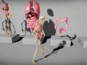 Human Internal Organs