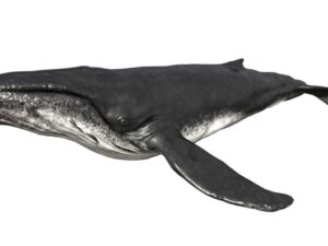 Humpback Whale