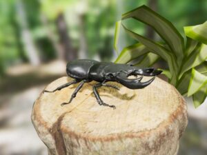 Insect Pack