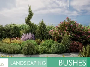 Landscaping Bushes 1