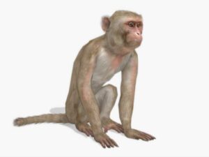 Macaque