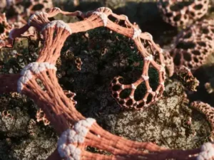 Machina Fractals Mecha