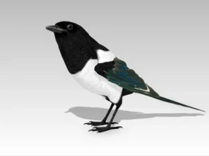 Magpie