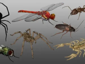 Medhue Insect Pack