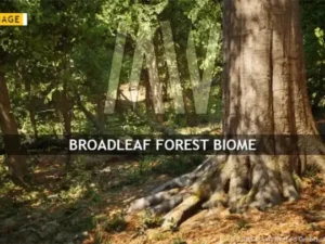 MW Broadleaf Forest Trees Biome