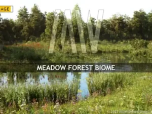 MW Meadow Forest Trees Biome