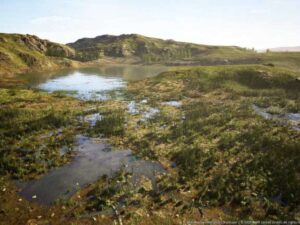 MW Meadow Wetlands Landscape