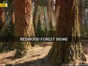 MW Redwood Forest Trees BiomeMW Redwood Forest Trees Biome
