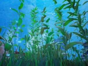 Reef Kit