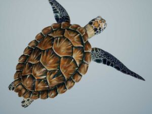 Sea Green Turtle