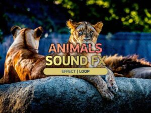 Sound Of Animals