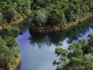 The Pine Environment Foliage Island PCG Nature River